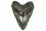 Serrated, Fossil Megalodon Tooth - Indonesia #238953-1